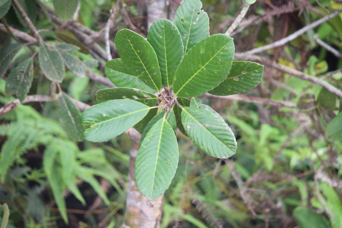 Dillenia retusa Thunb.